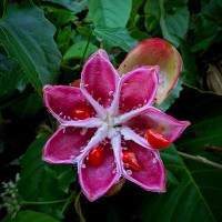 Dillenia suffruticosa (Griff.) Martelli